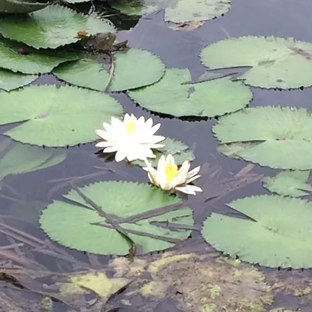 Lake Apartment 公寓 *